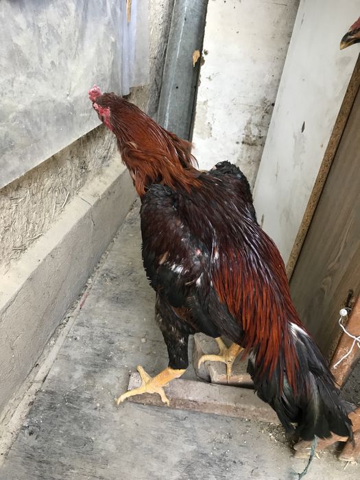 Продам бойцовского петуха дакан