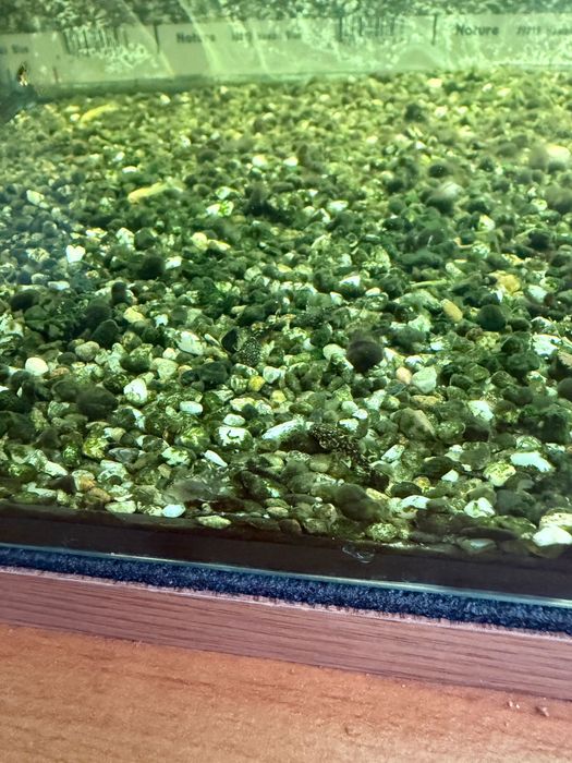 Pesti sanitari , Ancistrus negrii si albi