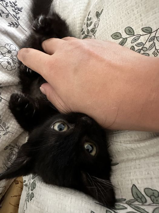 Котенок пушистый