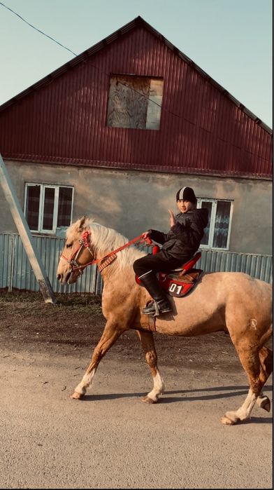 Айғыр сатылады жорға