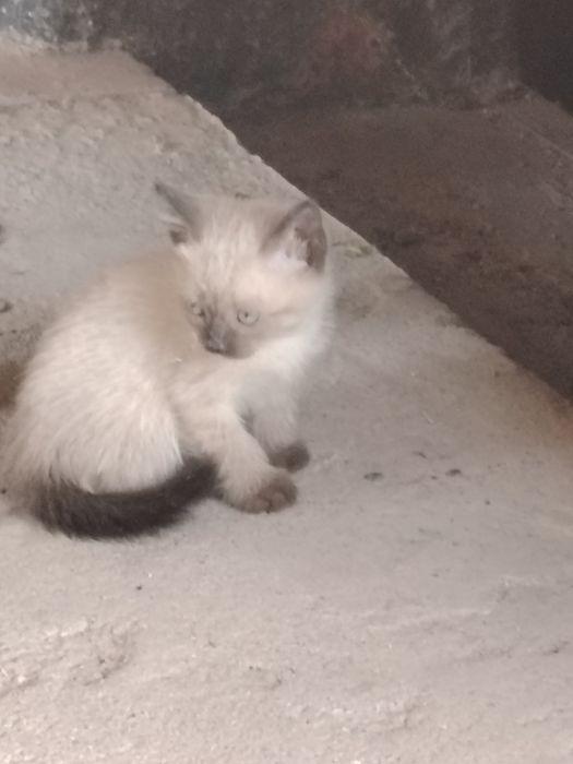 Продам котят породы Таец.