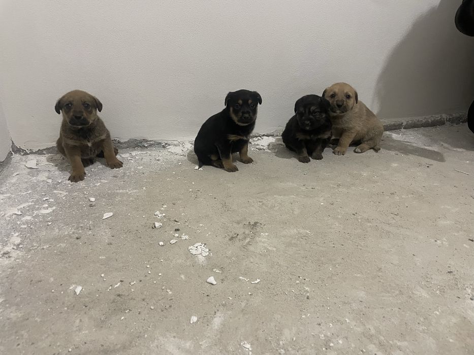 Donez  Catelusi 7 saptamani