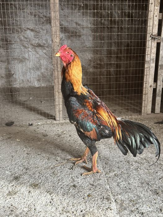 Июнские джуджики