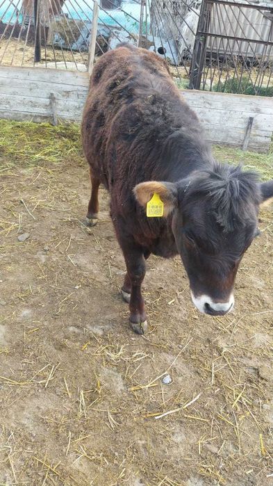 Продам телочек крепкие