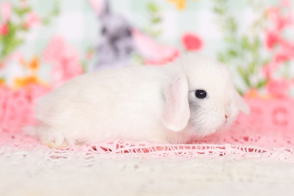 Кролики карликовые из Питомника