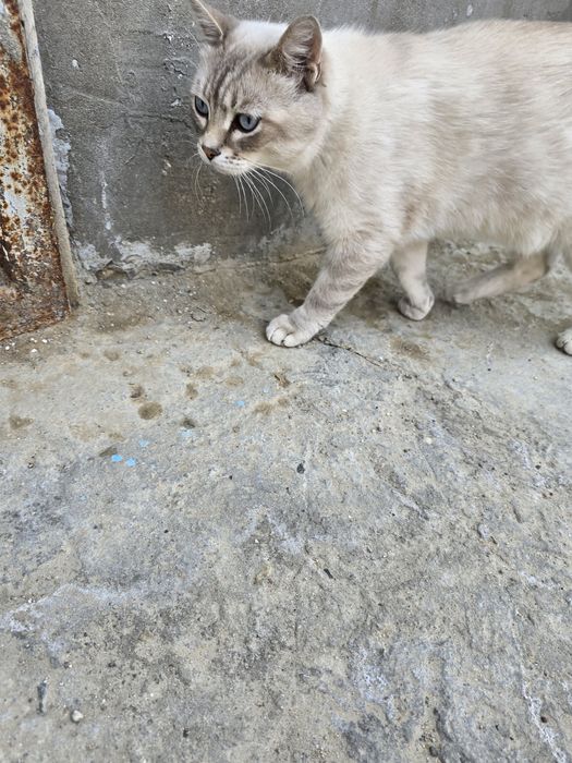 Отдам в добрые руки кота