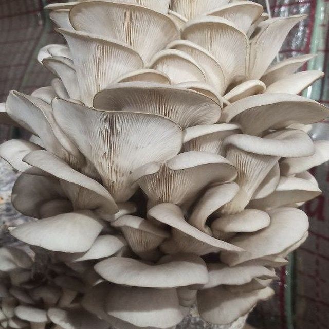 Вешинка Кузикорин уруги семена Ка 17 штп