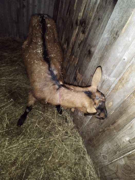 Vand capra alpina franceza pura