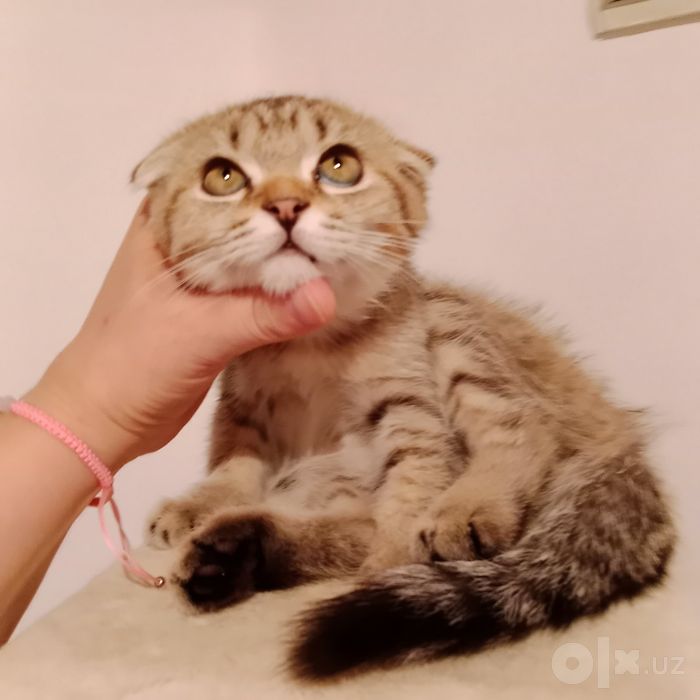 Девочка табби тигрёнок