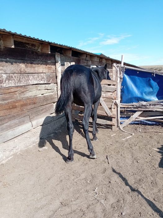 АнглоАраб және карачай  шатыс,   мінгі.