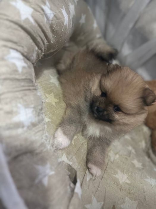 Срочно продам щенят щпица