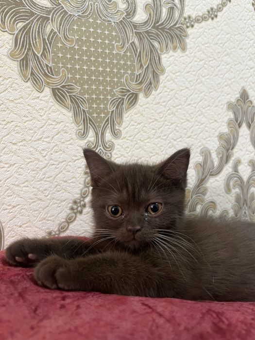 Продаются породистые котята Scottish Straight