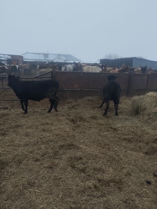 Продам крс     .