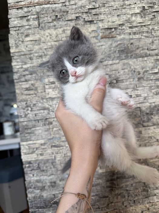 Продаются котята скотиш фолд и скотиш страйт
