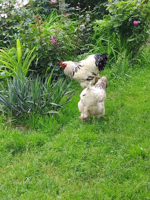 Brama  tovuq tuxumlari