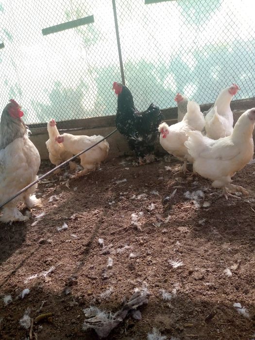 Brama xoʻroz va tovuqlar bor sotiladi 4ta xoʻroz 400000dan 12ta mokiyo