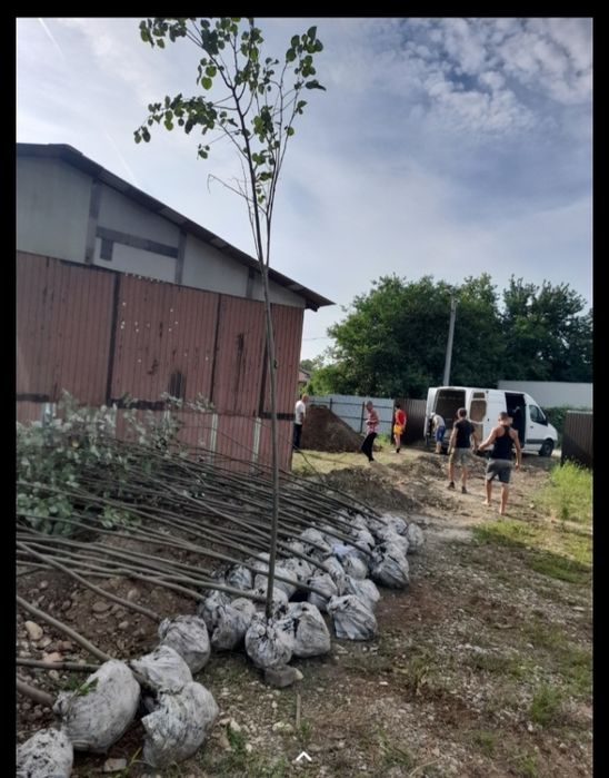 Mesteacăn  cu coaja alba Amenajări grădini copaci