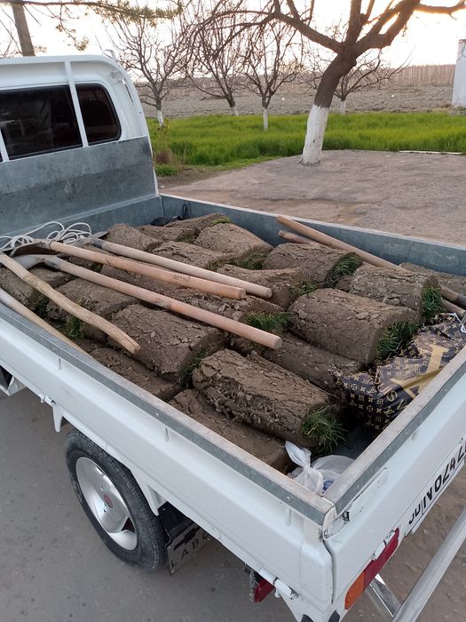 Gazon tayor  ruloni. uruğ xam sepamiz