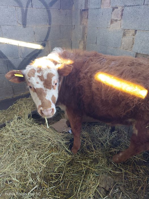 8 9 месячный Бычок