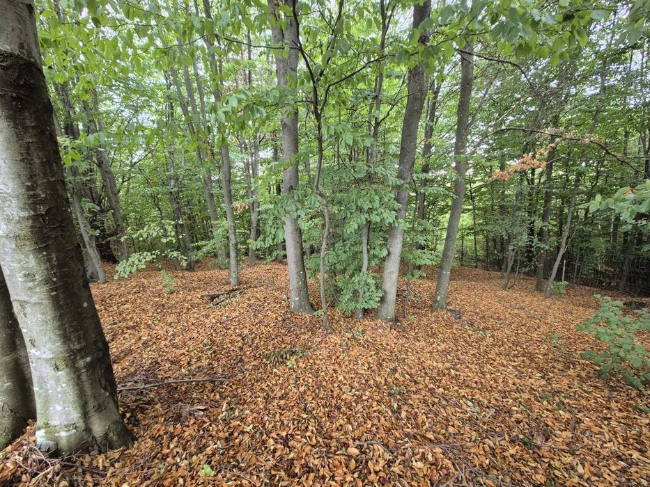 Teren 7024 mp Ciucea Cluj, livadă + pădure, curent, ideal cabană
