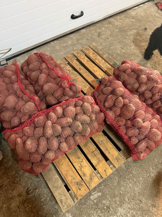 Cartofi rosii pt consum