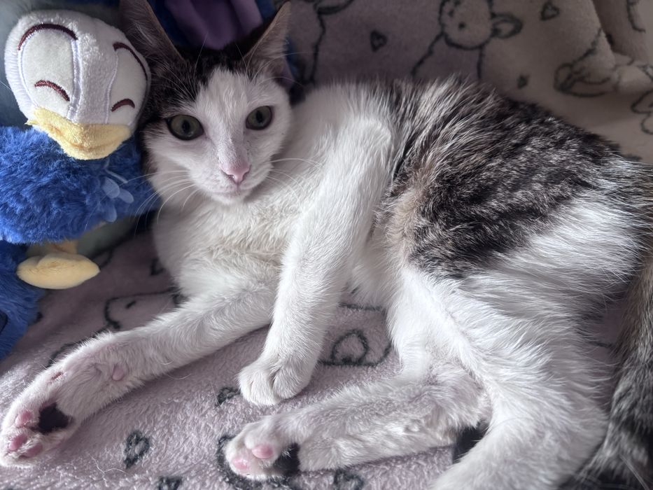 мальчик, 4 месяца, в добрые руки