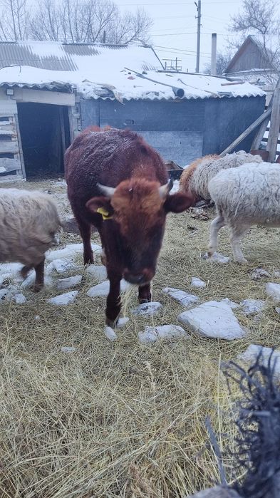 Продам бычка и телку стельную,