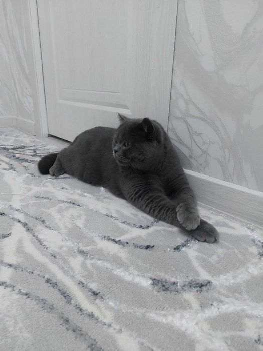 ВЯЗКА! Элитный, Крупный Британский кот —ОЧЕНЬ много котят по Ташкенту!