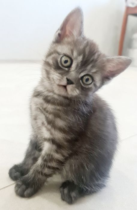 Британцы и шотландцы