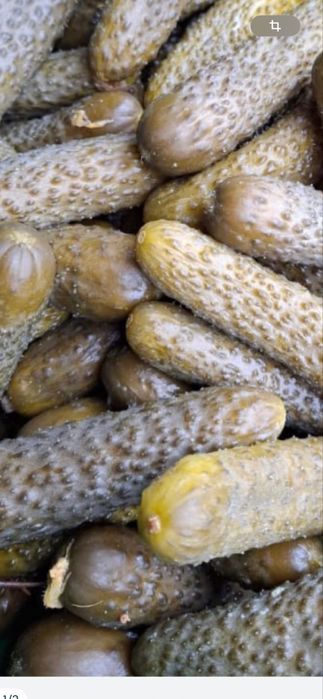 Gogosari si castraveti murati de vanzare
