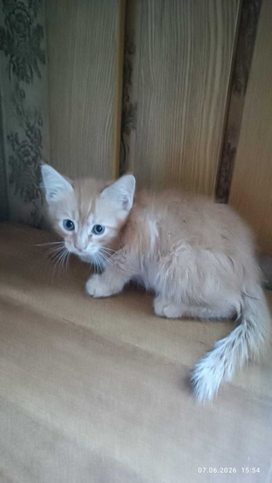 Отдам котят бесплатно