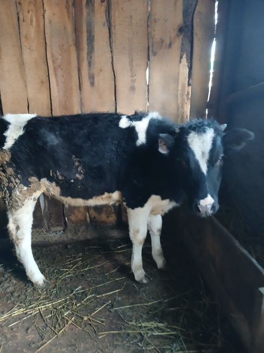 Тайынша сатылады тайынша