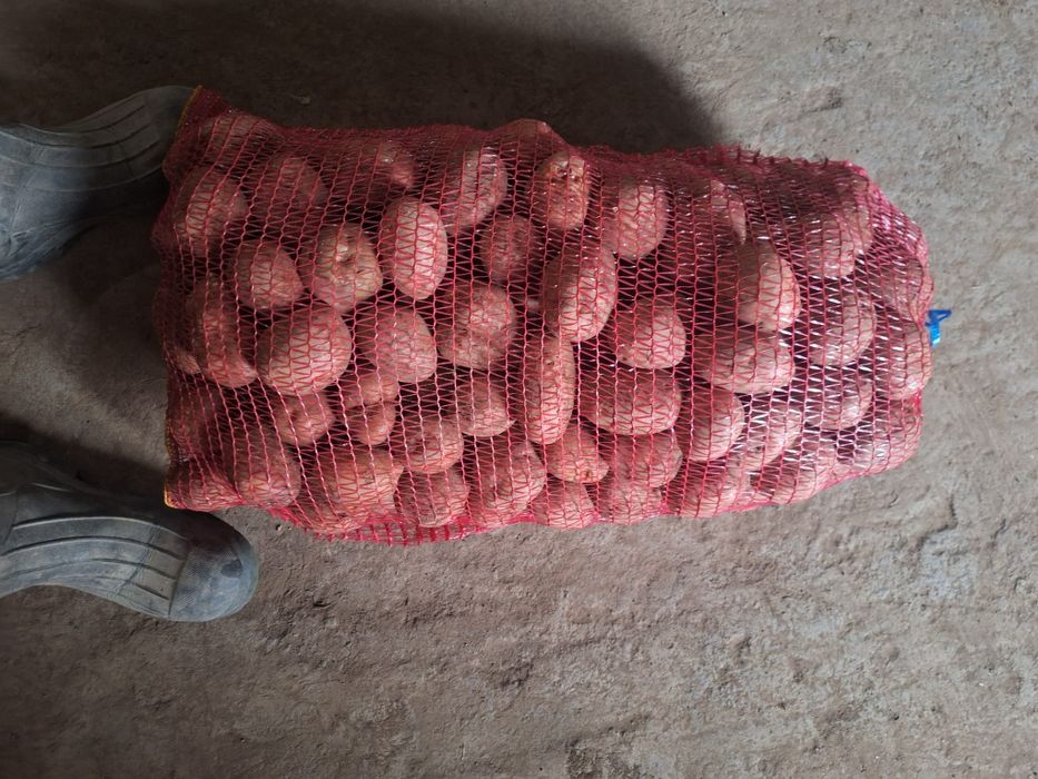 Cartofi albi sí Rosi