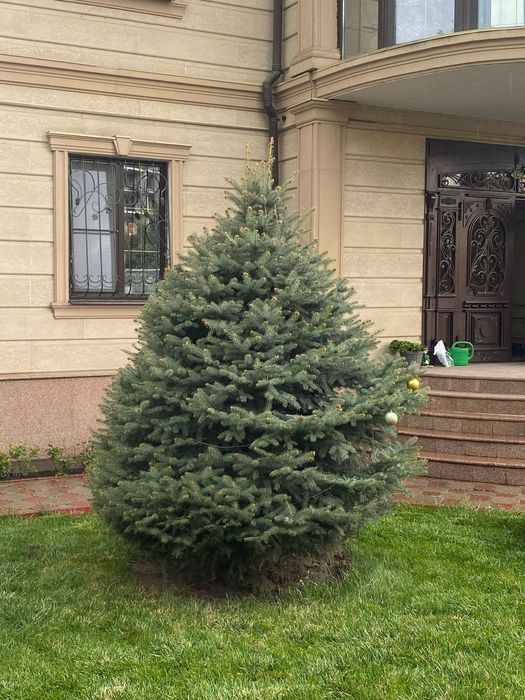 Продам елку цвет голубой