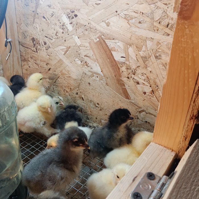 "Брама" цыплята  чистопародистые