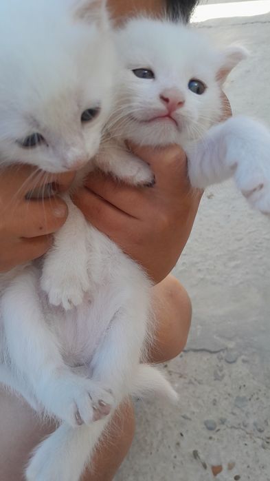 Отдам даром котят