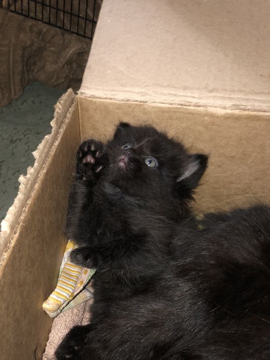 Отдам кошку и котенка