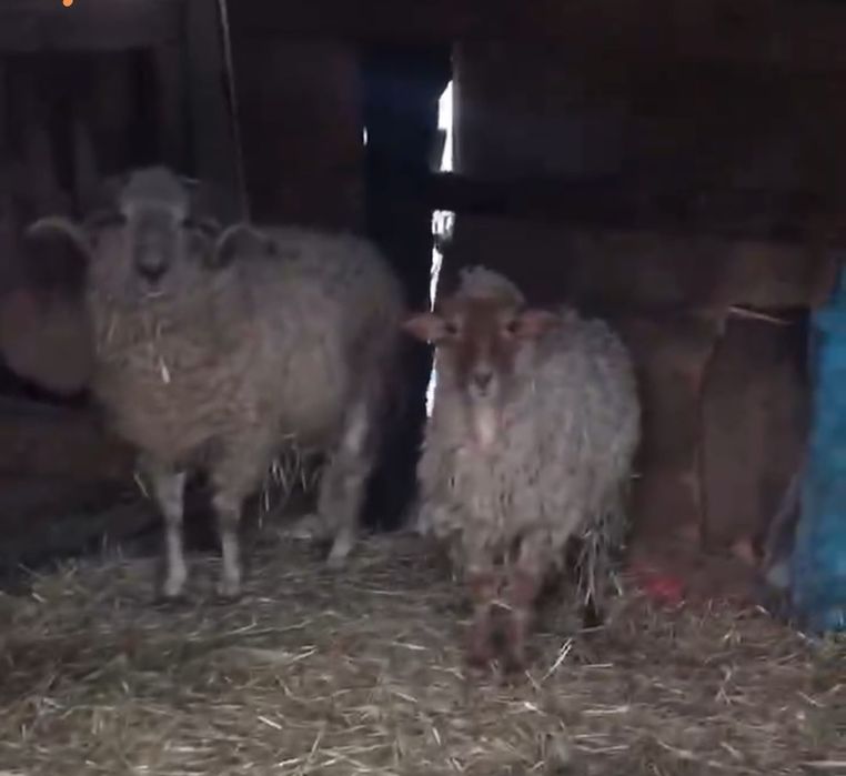 De vanzare un berbec si o oaie