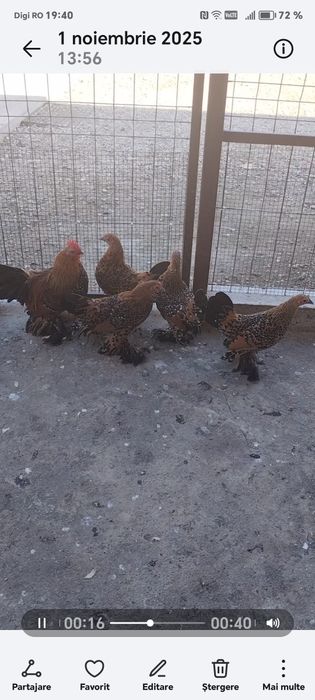 Mii de flori porțelan