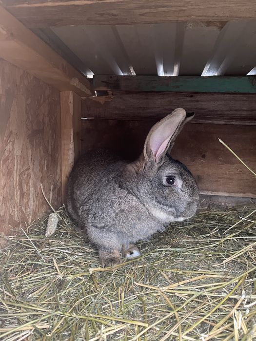 Mascul de Urias German Metis