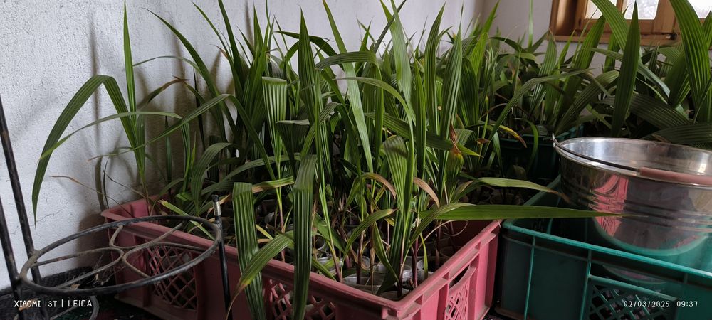 Палми Вашингтон  малки