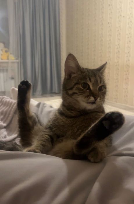 Потеряли кошечку