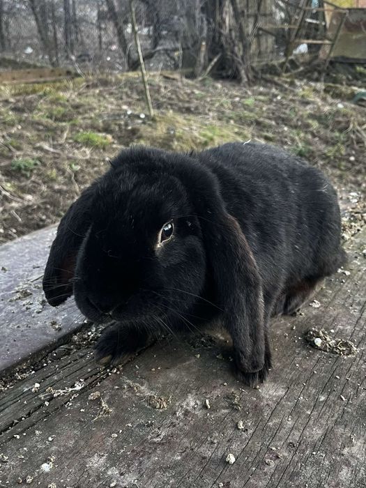 Vand iepuri berberc german