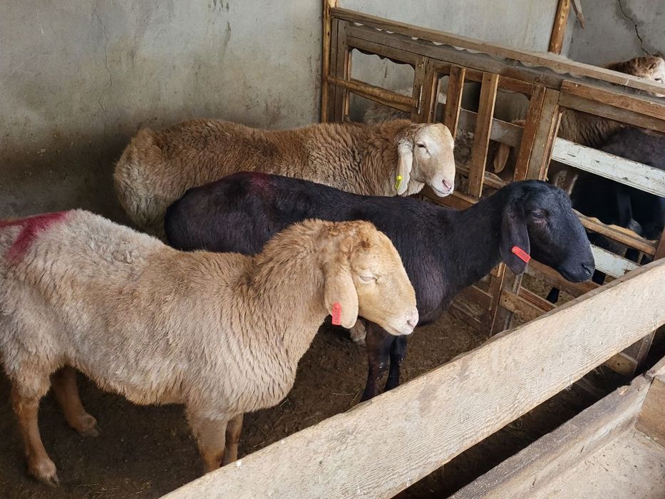 Куйлар сотилади 3 та. Арашан, едилбай , каштан