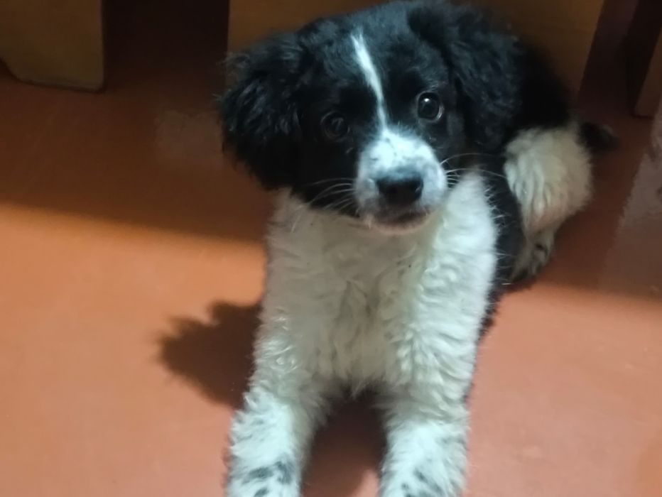 Щенок спаниеля 1 месяц