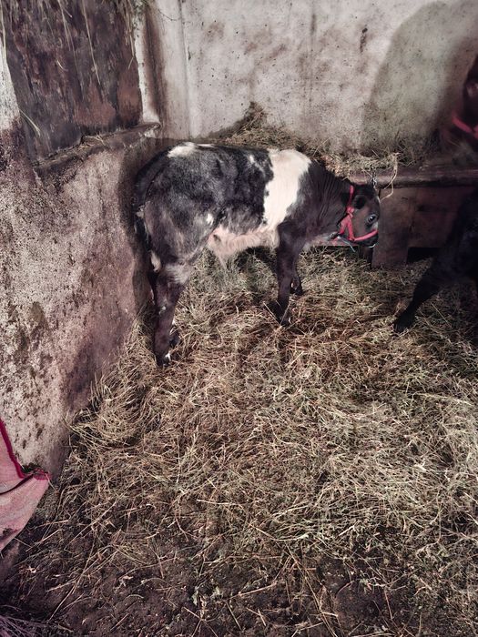 Vand o vitea baltata .si un tauras belgin