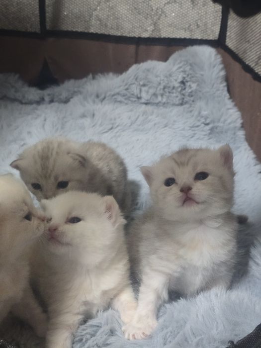 Продам котят породистых
