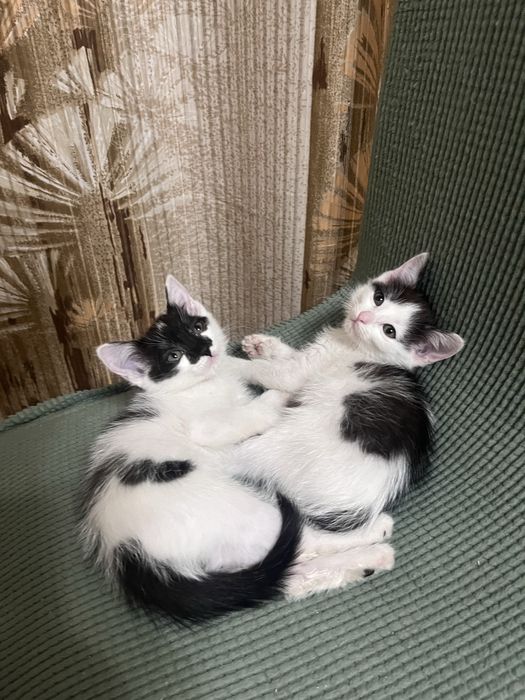 Отдам котят(девочки)