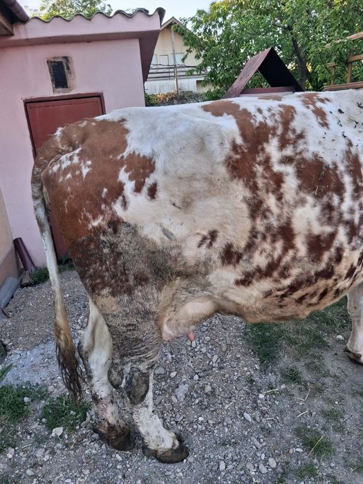 Vând vaca baltata româneasca  de 8 ani
