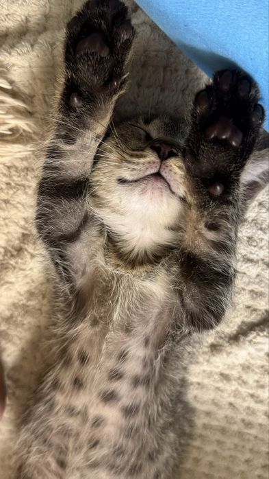 Котенок в поиске дома